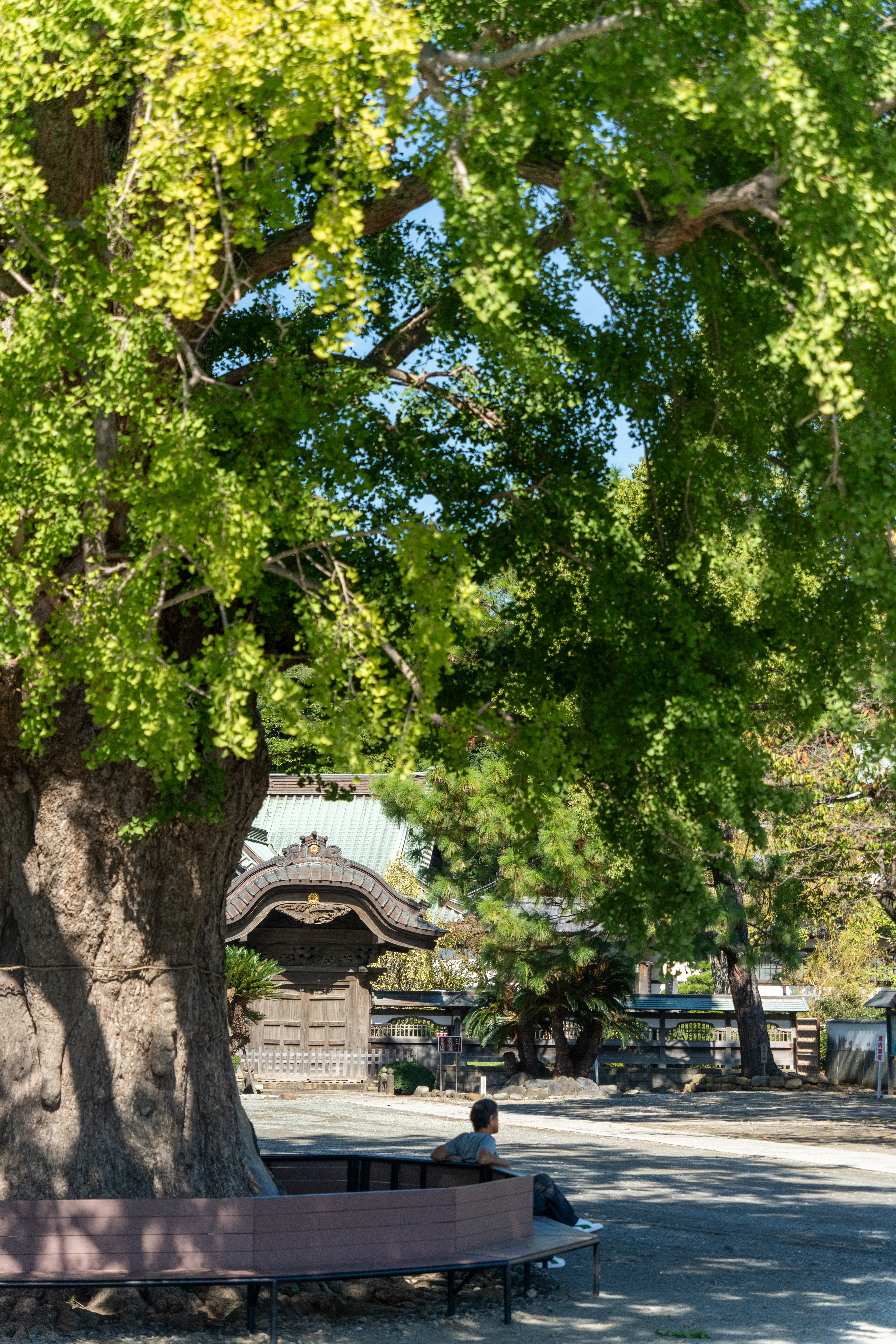 Ginko tree in Yugyo-ji temple