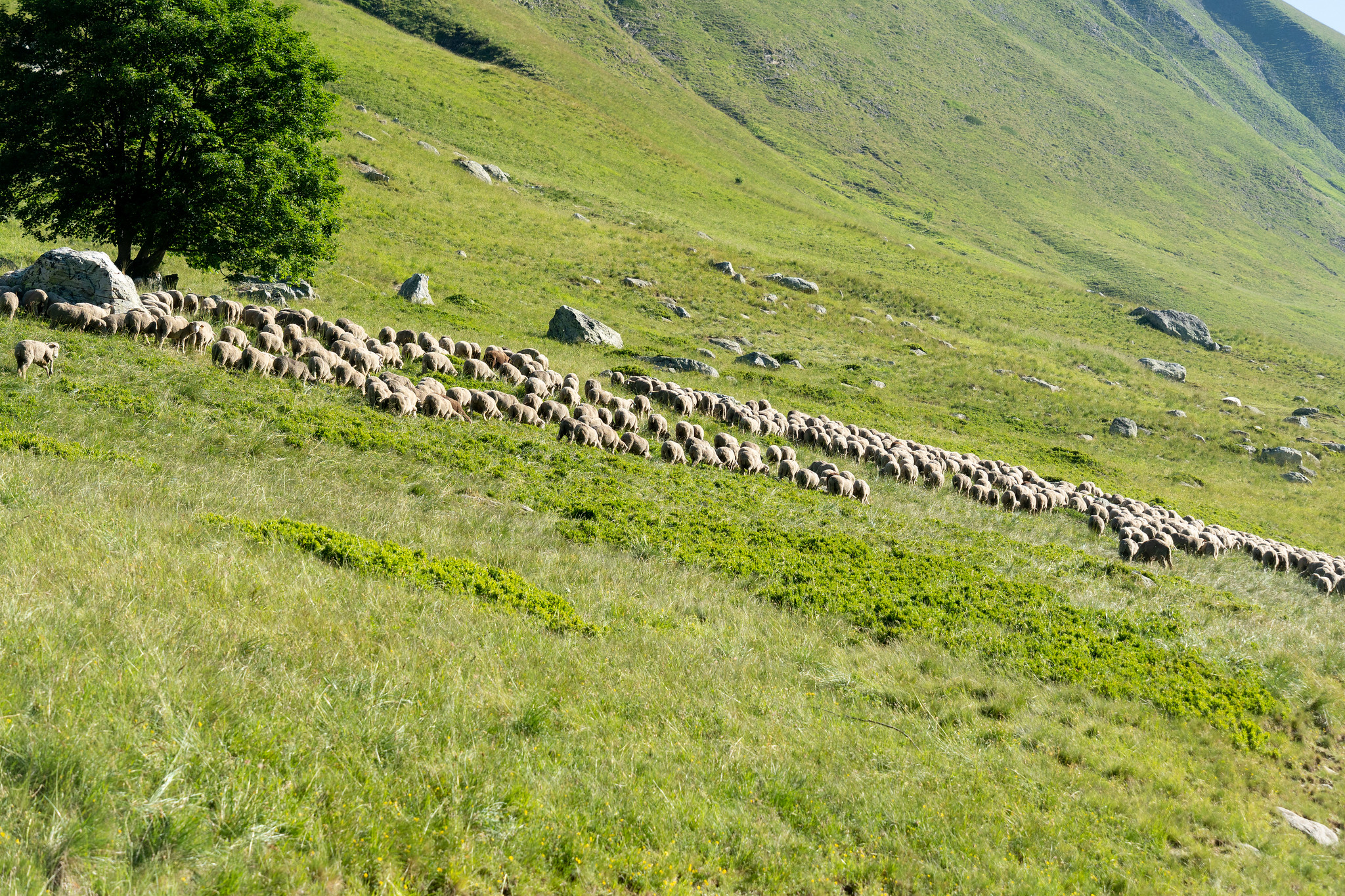 Herd